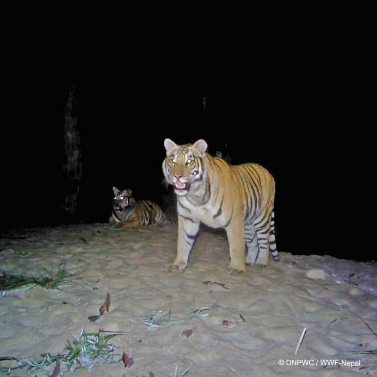 Conservation Story 6: Nepal Nearly Doubles Its Number of Wild Tigers