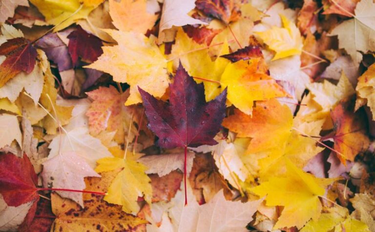autumn in asia