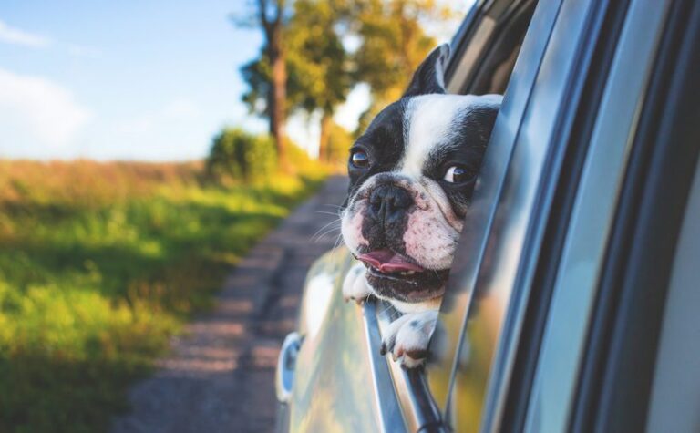 moving with pets