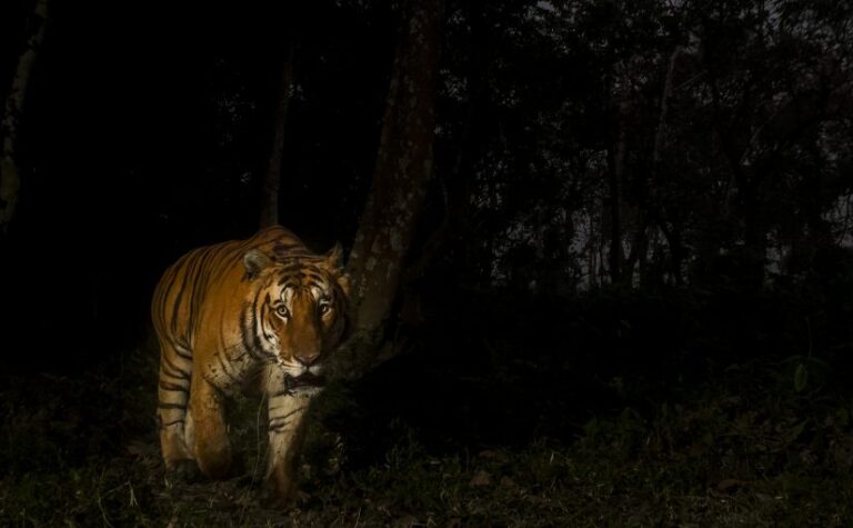 Hidden Tigers of Southeast Asia