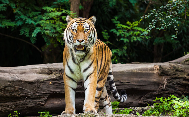 International Tiger Day Reflection