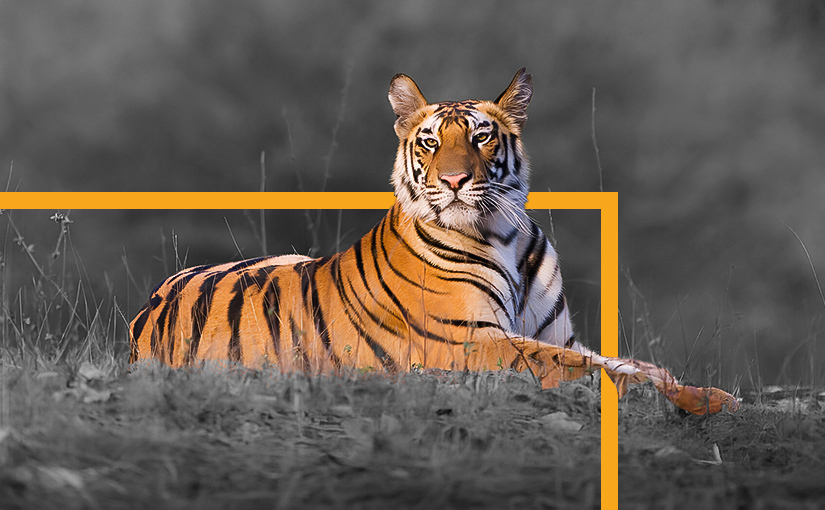 Adopt Wild Tigers